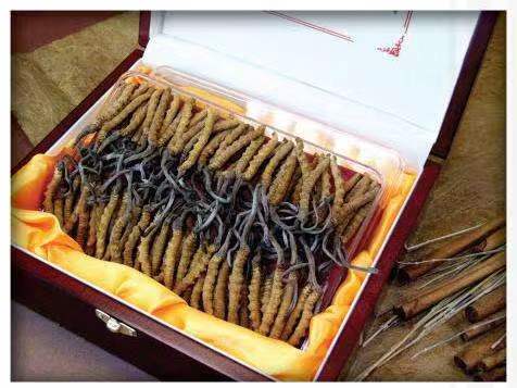 远安冬虫夏草回收